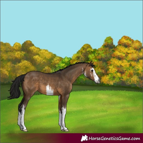 Horse Color:Gray White Spotted Brown Dun 