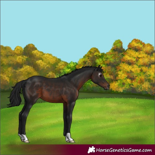 Horse Color:Gray Brown 