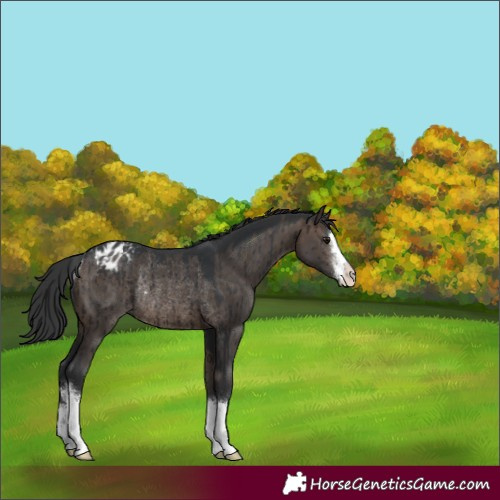Horse Color:White Spotted Brown Dun Appaloosa Rabicano Brindle