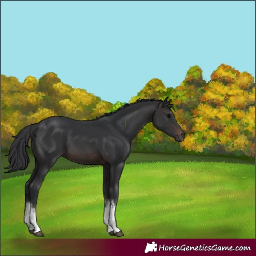 Horse Color:White Spotted Brown 