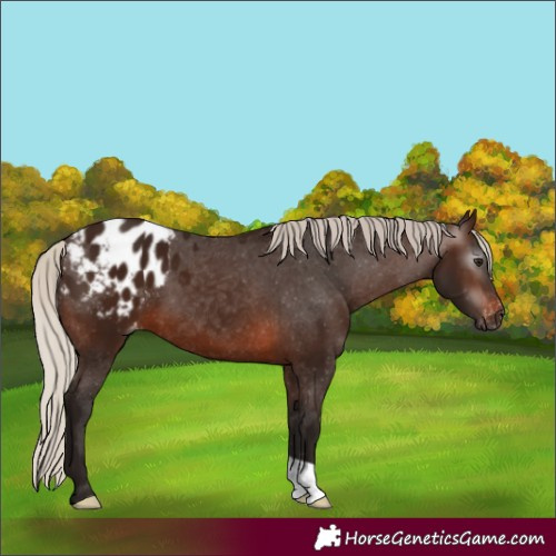 Horse Color:Gray Silver Brown Appaloosa 