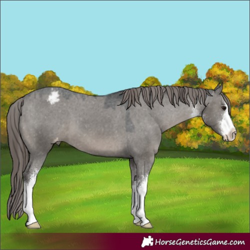 Horse Color:White Spotted Grullo Mushroom Appaloosa 