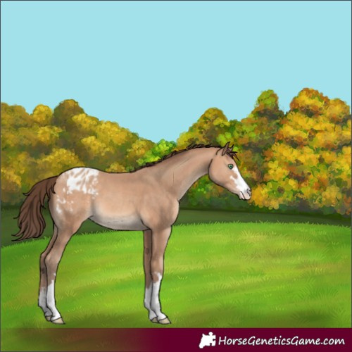 Horse Color:Amber Champagne Appaloosa 