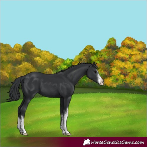 Horse Color:White Spotted Black 