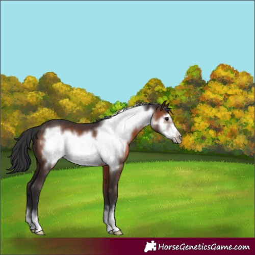 Horse Color:Brown Frame 