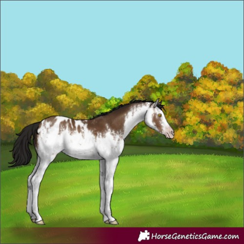 Horse Color:Gray White Spotted Sable Champagne Appaloosa