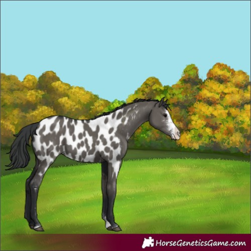Horse Color:Grullo Sabino Near Leopard