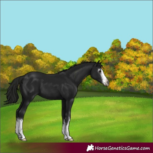 Horse Color:Gray White Spotted Smoky Black 
