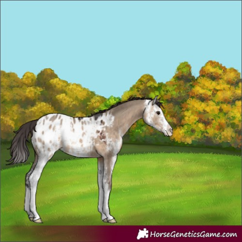 Horse Color:Brown Dun Sabino Appaloosa