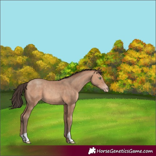 Horse Color:Amber Champagne