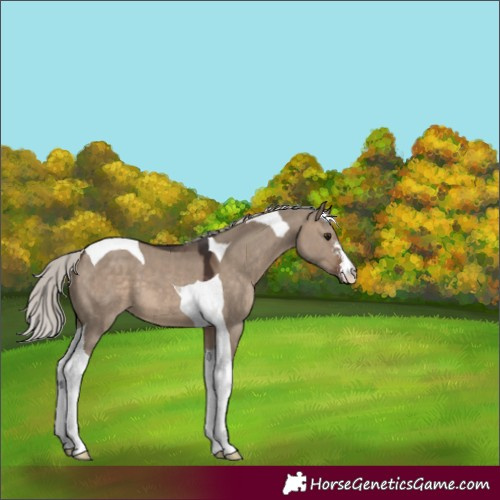 Horse Color:Silver Brown Dun Sabino Tobiano