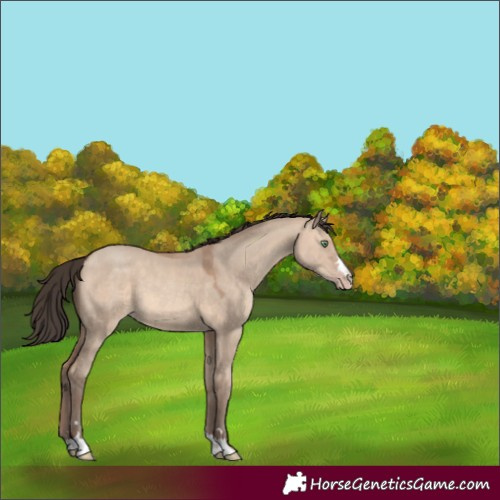Horse Color:Sable Champagne Dun 