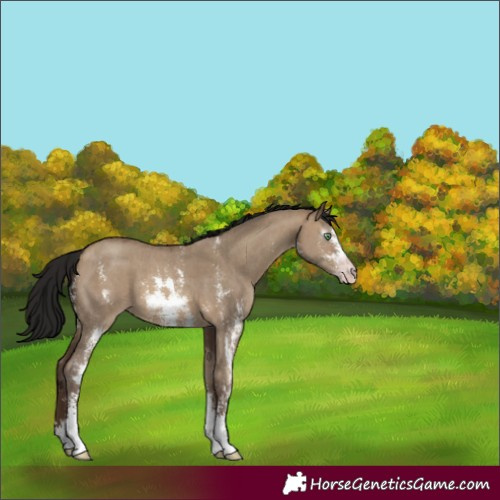Horse Color:Gray Sable Champagne Dun Sabino 