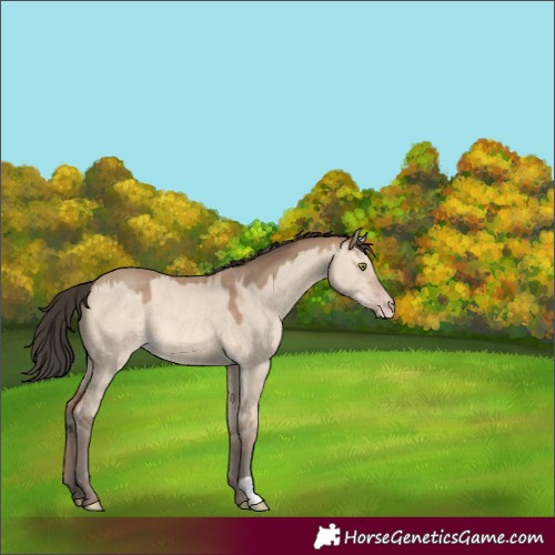 Horse Color:Sable Champagne Dun