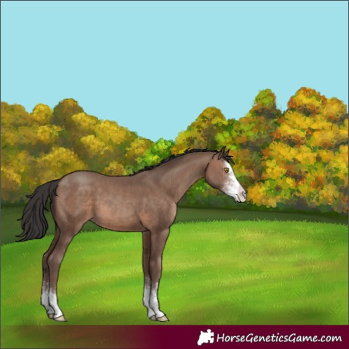 Horse Color:Sable Champagne Sabino 