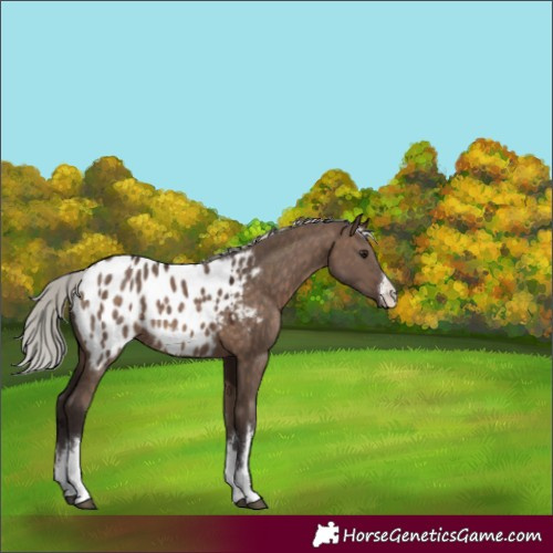 Horse Color:White Spotted Silver Brown Dun Appaloosa 