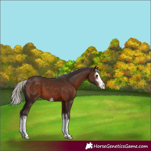 Horse Color:White Spotted Silver Brown 