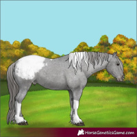 Horse Color:Black Tobiano Snowcap