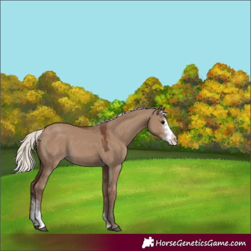 Horse Color:Silver Grullo Sabino 