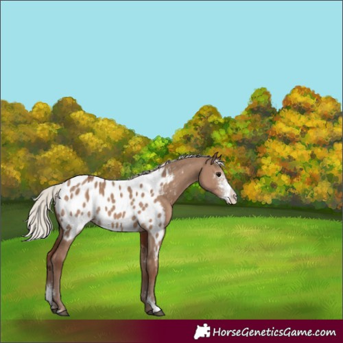 Horse Color:Silver Grullo Sabino Near Leopard 