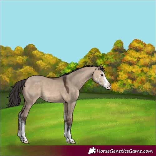 Horse Color:Brown Dun Sabino 