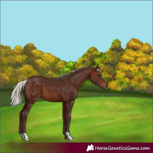 Horse Color:Silver Brown 