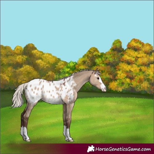 Horse Color:Silver Brown Dun Appaloosa 