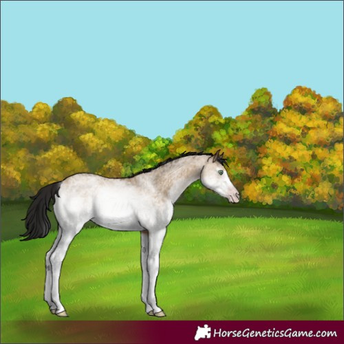 Horse Color:Gray White Spotted Amber Champagne Dun 