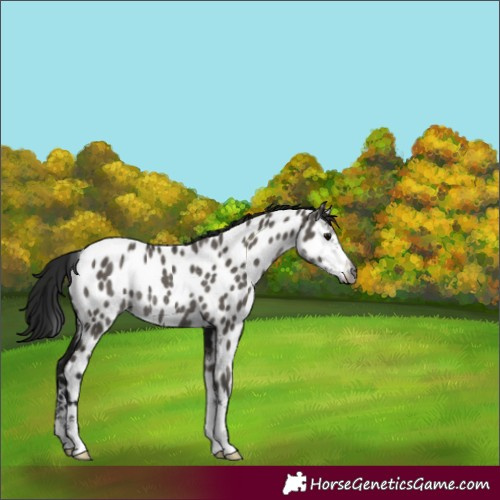 Horse Color:Gray Grullo Sabino Near Leopard Rabicano