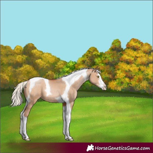 Horse Color:White Spotted Silver Brown Pearl Dun Tobiano 