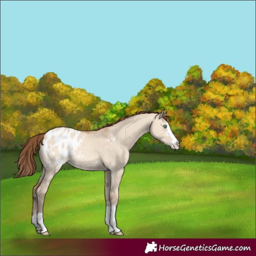 Horse Color:Amber Champagne Dun Blanket 