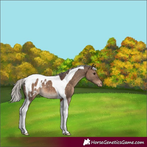 Horse Color:Silver Brown Dun Tobiano Appaloosa 