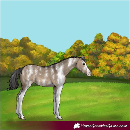 Horse Color:Brown Dun Sabino 
