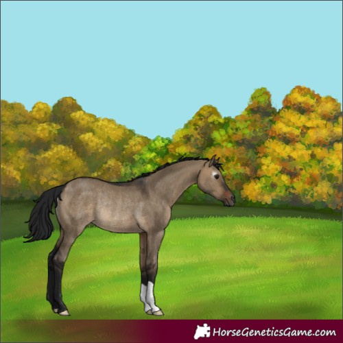 Horse Color:Gray Brown Dun Rabicano 