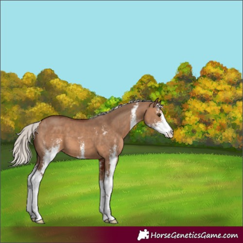 Horse Color:Silver Brown Dun Sabino 