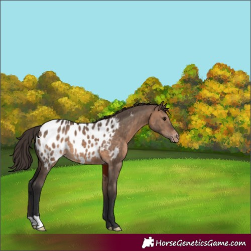 Horse Color:Brown Dun Appaloosa 