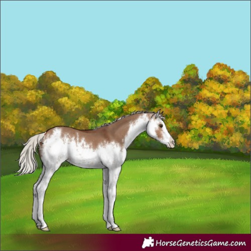 Horse Color:White Spotted Silver Brown Dun 