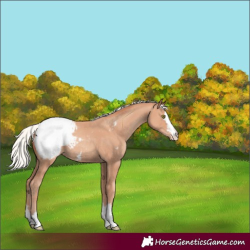 Horse Color:Silver Amber Champagne Appaloosa