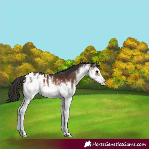 Horse Color:White Spotted Brown Appaloosa