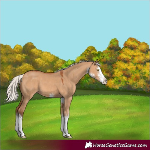 Horse Color:White Spotted Silver Bay Dun