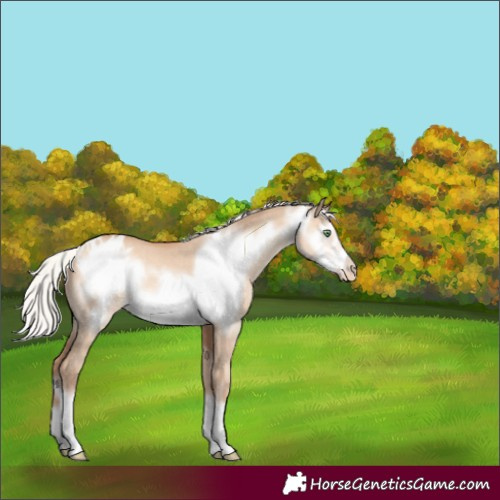 Horse Color:White Spotted Silver Sable Champagne Dun Frame Appaloosa Rabicano 