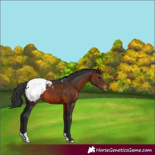 Horse Color:Brown Appaloosa