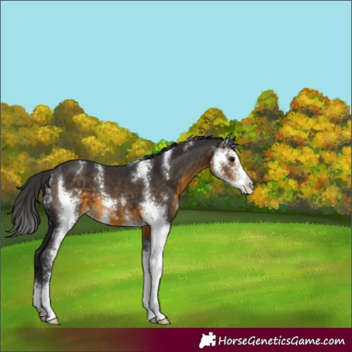 Horse Color:Buckskin Sabino