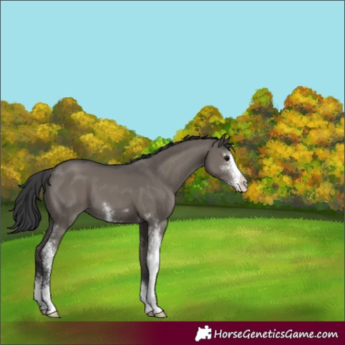 Horse Color:Grullo Sabino 