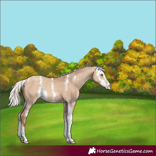 Horse Color:Silver Sable Champagne Dun Sabino