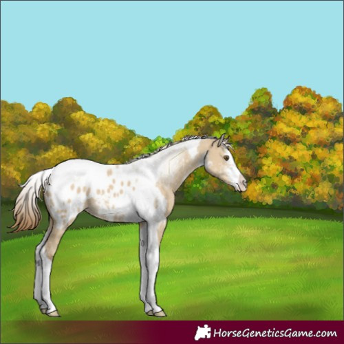 Horse Color:White Spotted Classic Cream Champagne Dun Tobiano Appaloosa 