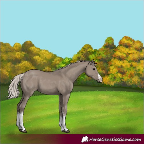 Horse Color:White Spotted Silver Grullo 