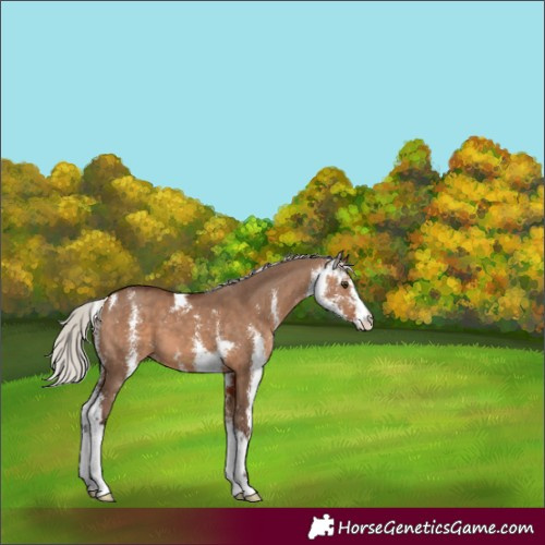 Horse Color:Silver Brown Dun Sabino 