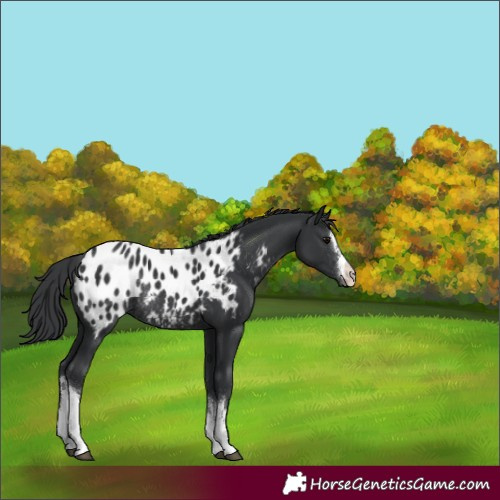Horse Color:White Spotted Black Appaloosa Rabicano 