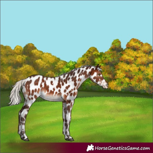 Horse Color:White Spotted Silver Brown Mushroom Appaloosa